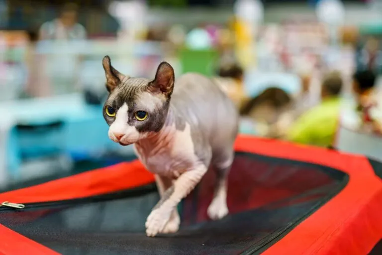 Un chat elfe : félin dépourvu de pelage