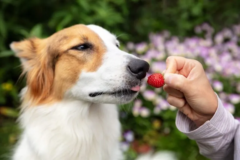 Un maître offre une délicieuse fraise à son chien