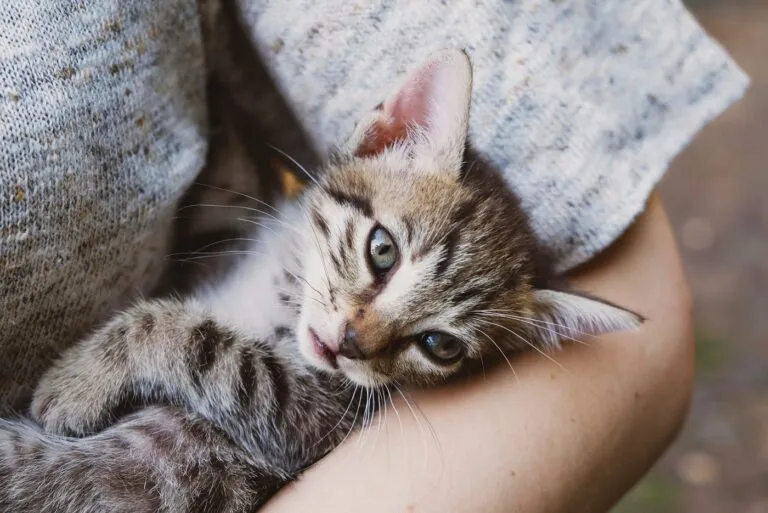 Un chat trouve refuge chez une une bonne âme