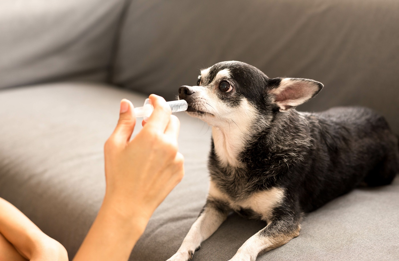 Complément Articulations Pour Chien - 60 Ml - À Base De Glucosamine, Chondroïtine, Curcuma - Pour Mobilité Et Confort