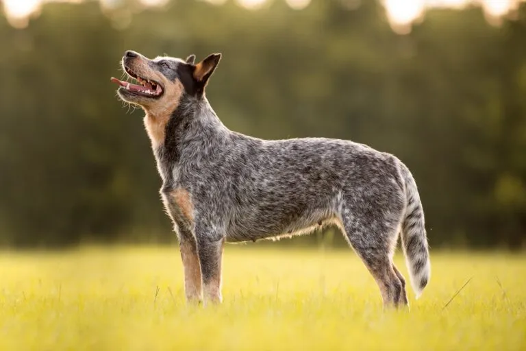 Chien le plus vieux du monde : apparence supposée