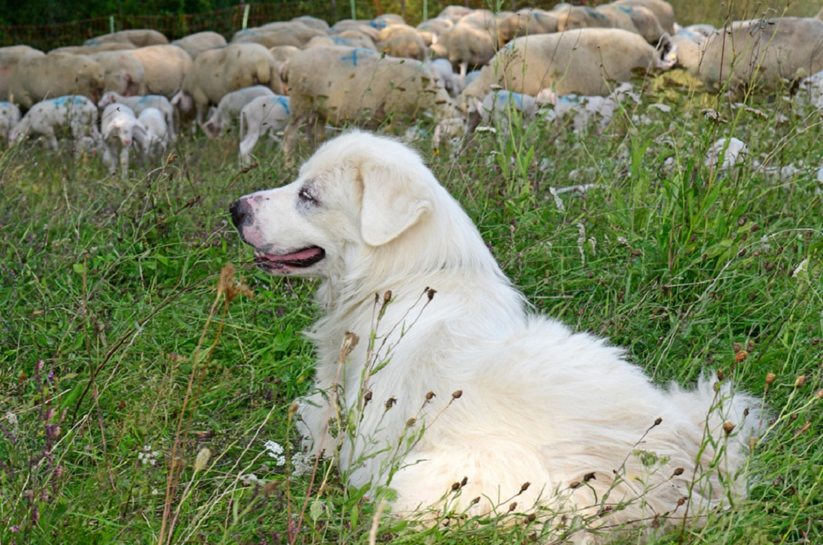 Chien de berger le meilleur protecteur de troupeaux — free download
