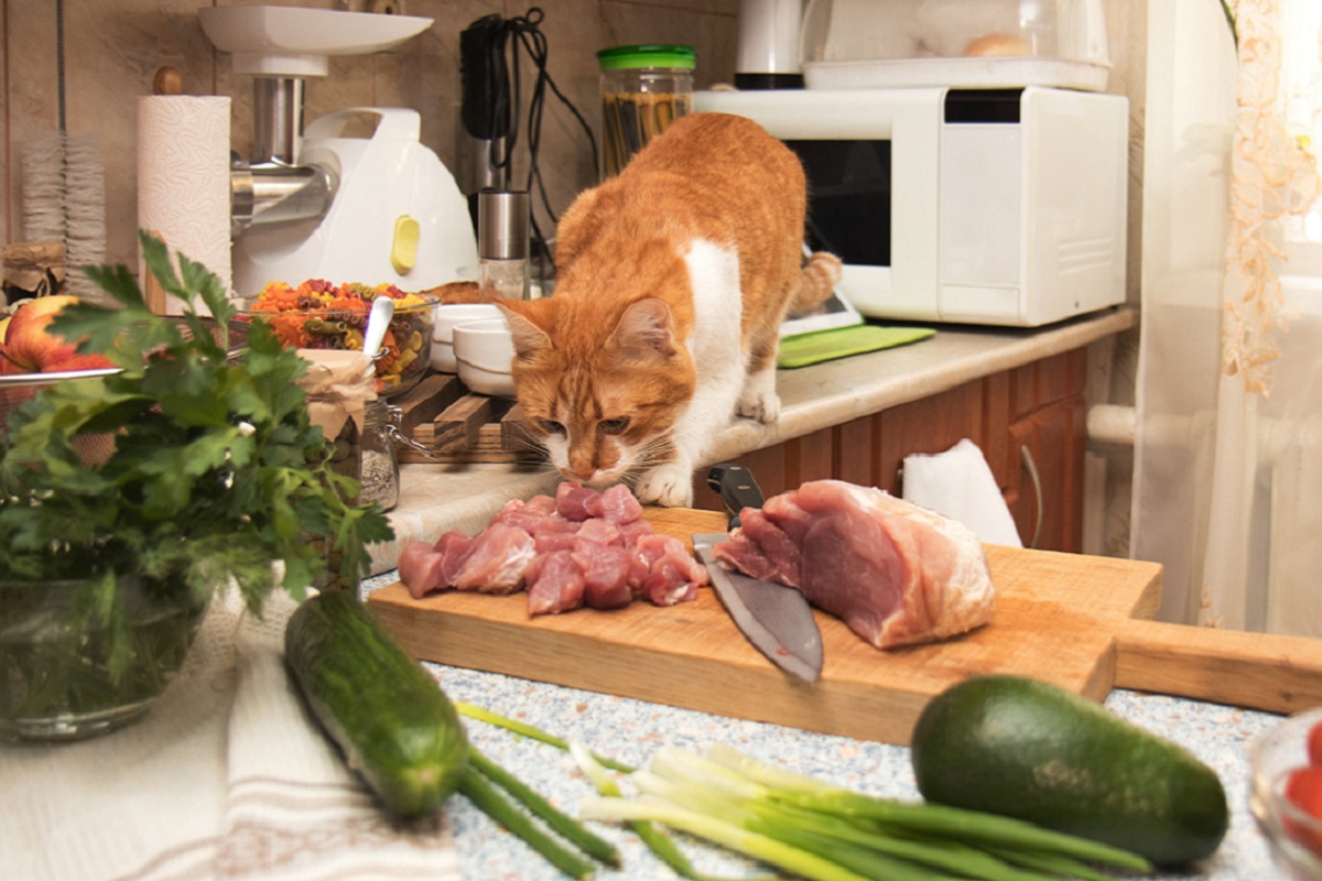 Comment Faire De La Nourriture Pour Chat Maison