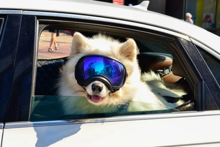 lunettes chien
