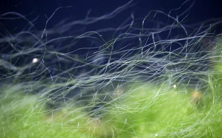 se débarasser des algues filamenteuses aquarium