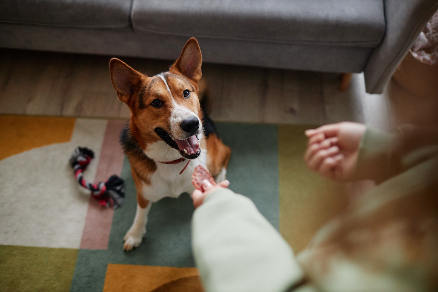 Jeux d'intelligence pour chien : nos meilleures idées DIY