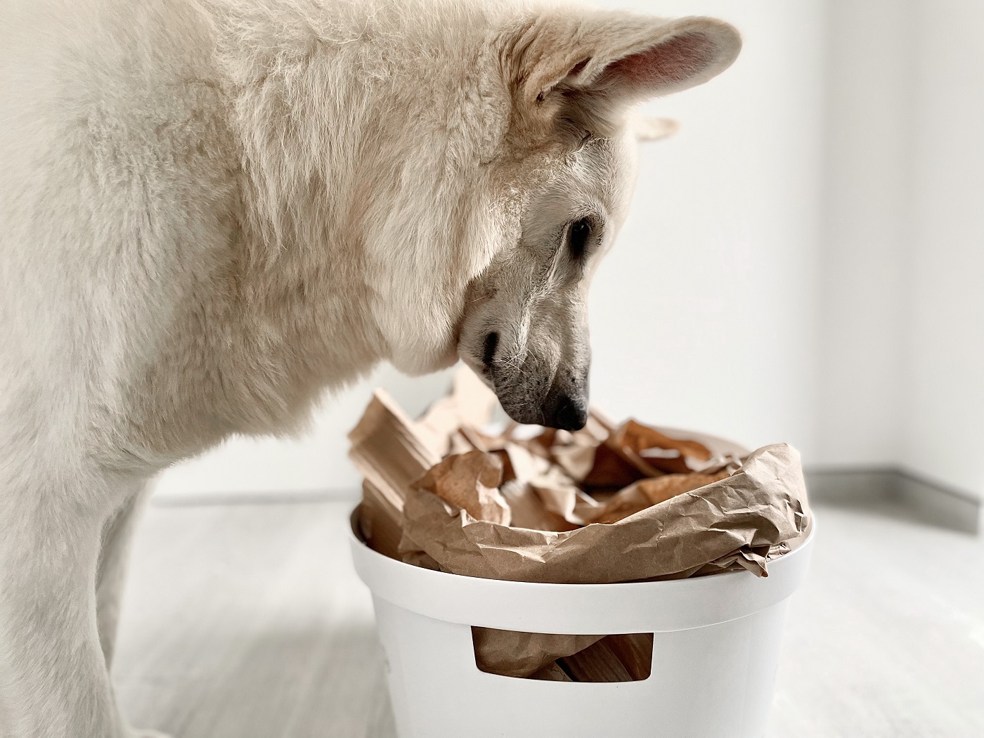 Jeux d'intelligence pour chien : nos meilleures idées DIY