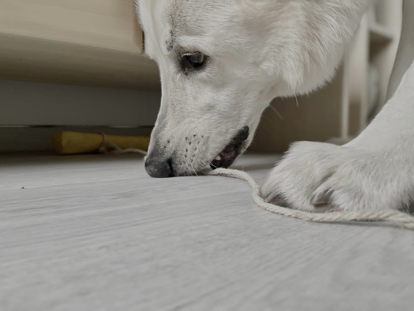 Jeux d'intelligence pour chien : nos meilleures idées DIY
