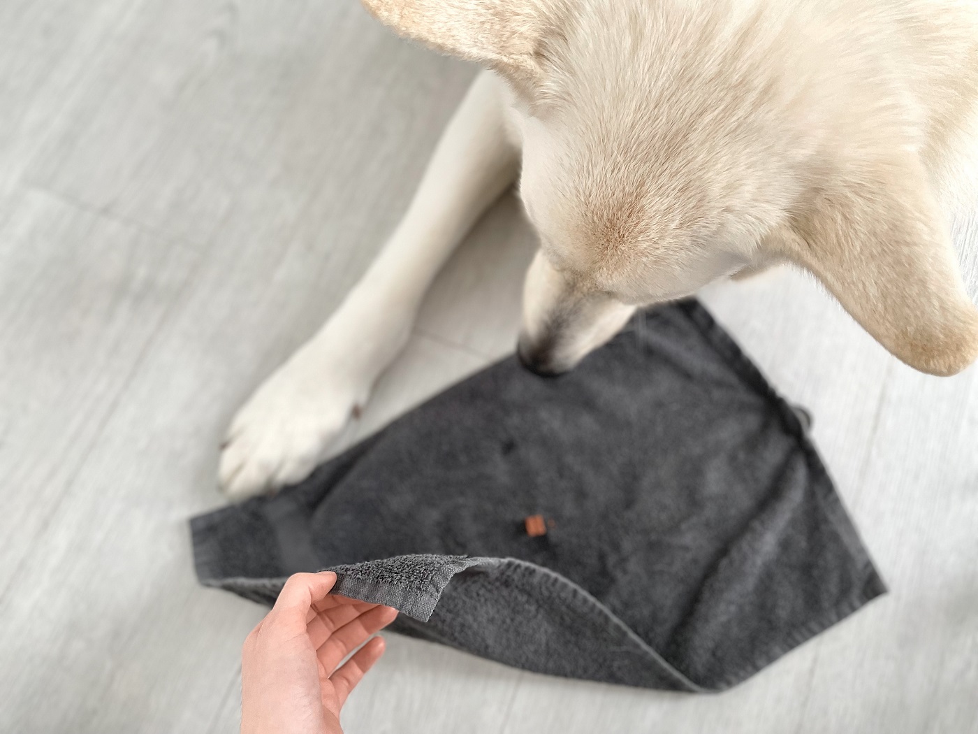 Jeux d'intelligence pour chien : nos meilleures idées DIY