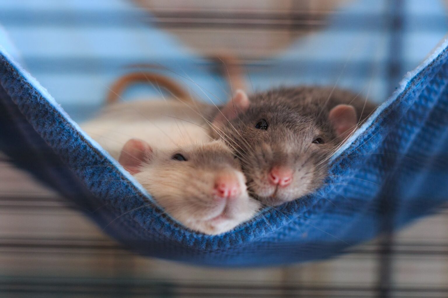 Rat domestique prix, caractère, élevage et espérance de vie