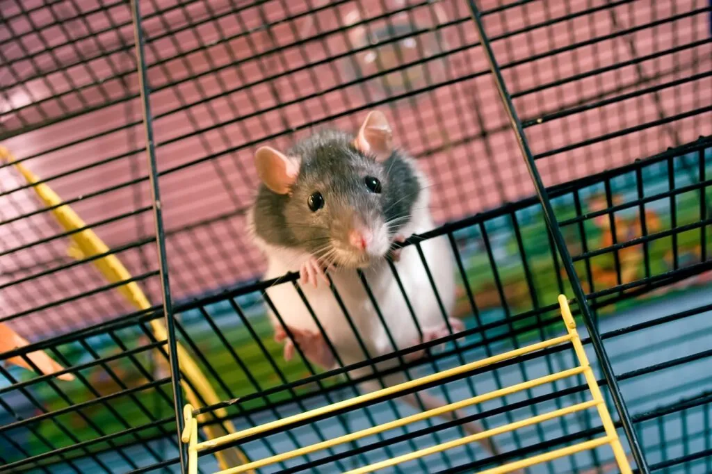 rat domestique mignon