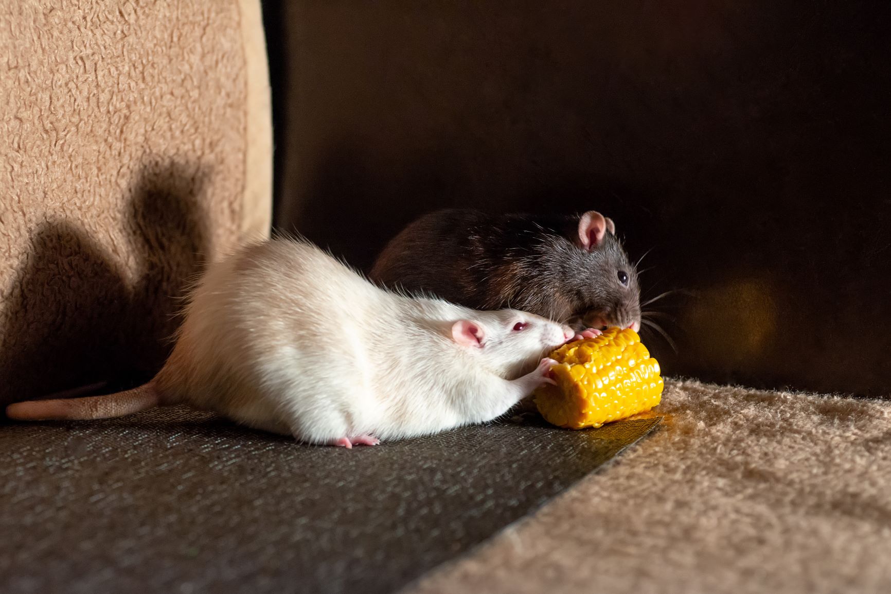 Rat domestique prix, caractère, élevage et espérance de vie
