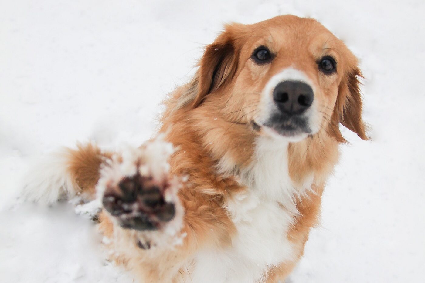 Recette facile pour fabriquer son baume pour coussinets de chien fait