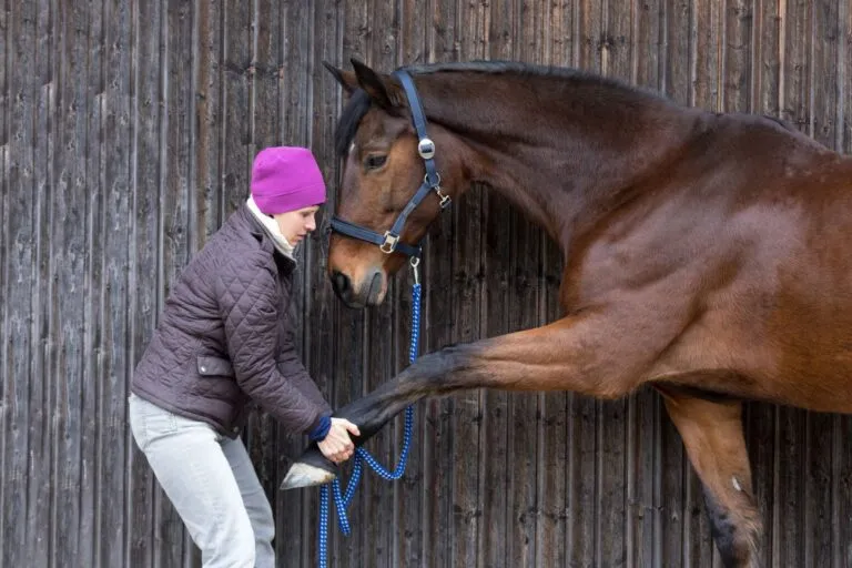 fourbure cheval