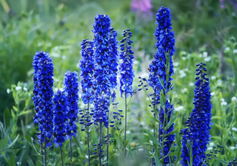 plantes toxiques pour rongeur