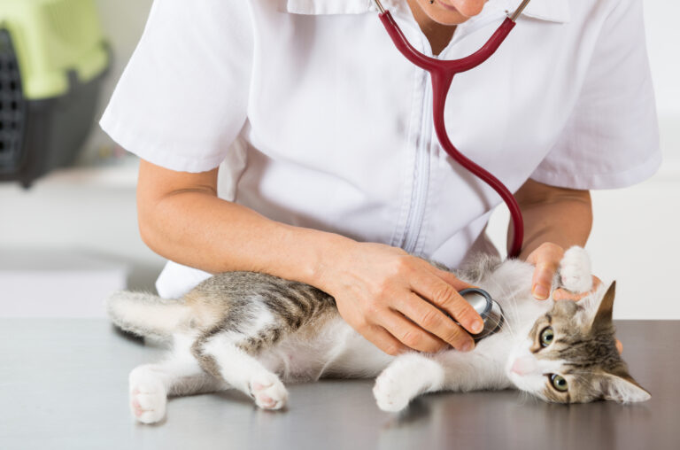 trouble respiratoire chat