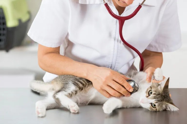 trouble respiratoire chat