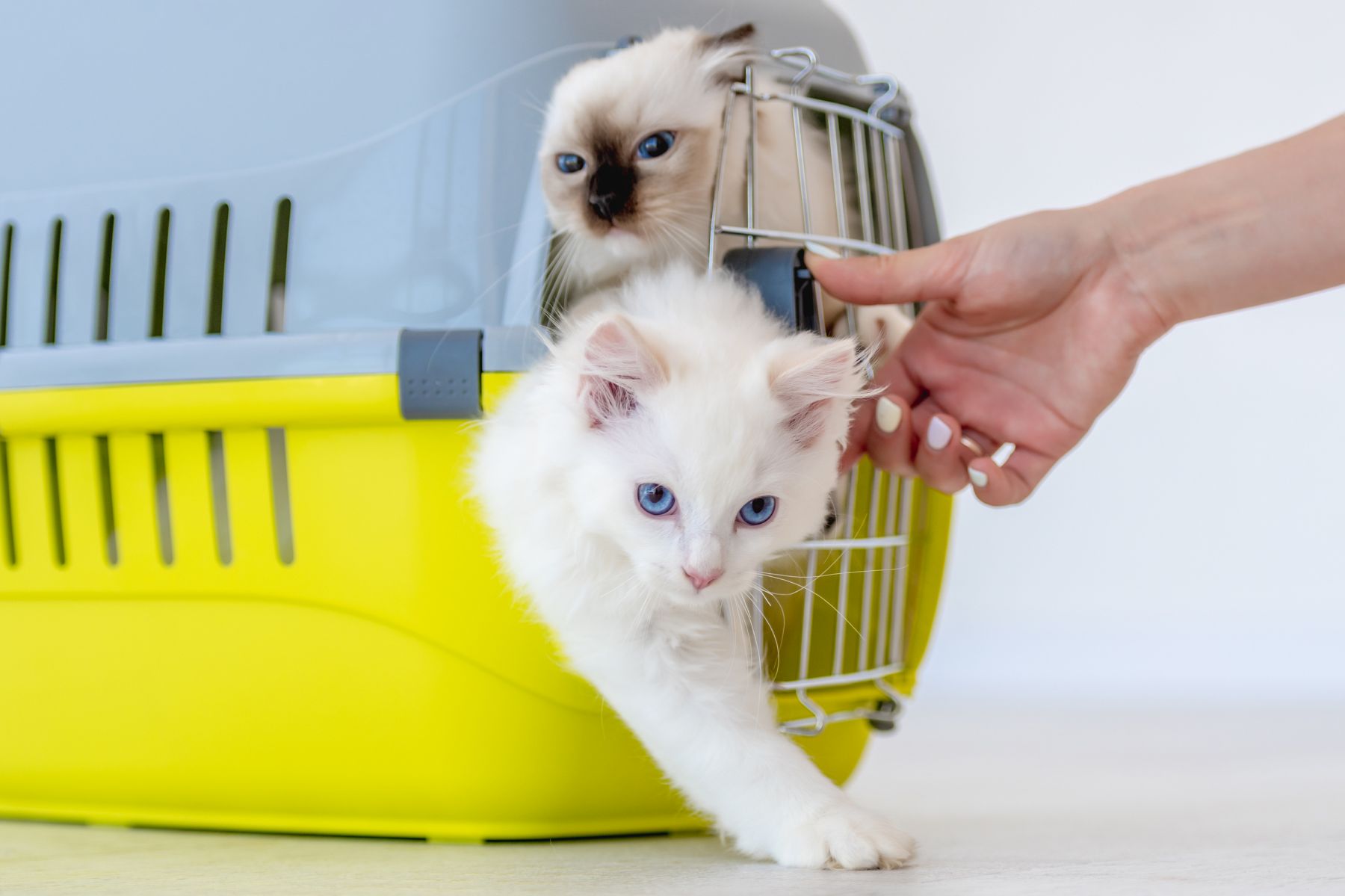Nos meilleurs conseils pour accueillir un nouveau chat à la maison