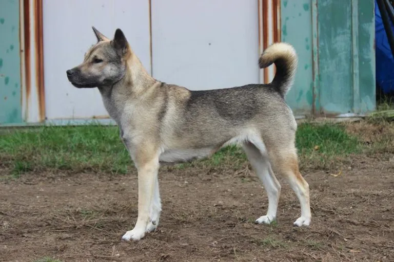 kishu noir et blanc