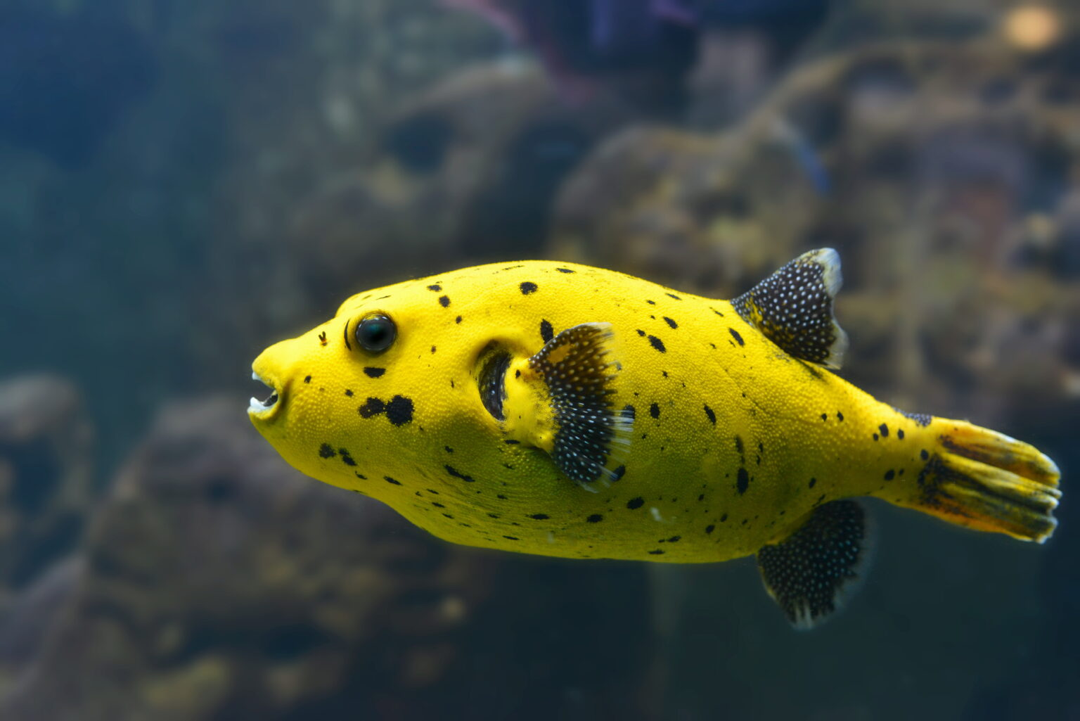 Poisson globe : découvrez tout sur ce poisson-ballon