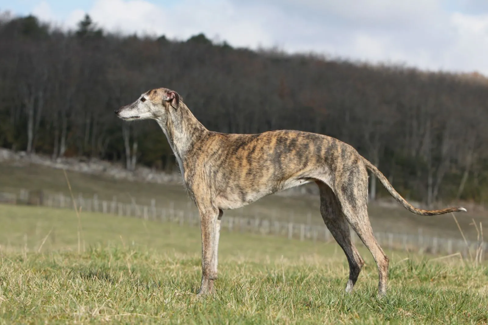 Galgo espagnol bring&eacute;