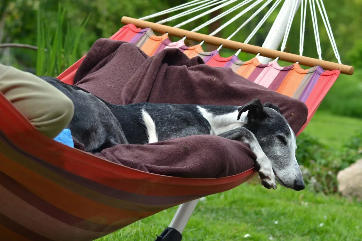 Le Galgo espagnol aime les c&acirc;lins