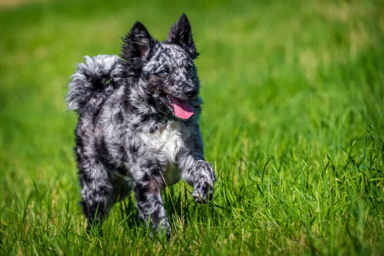 Mudi joue dans l’herbe