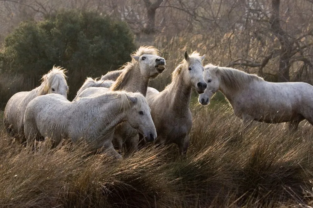 cheval de camargue