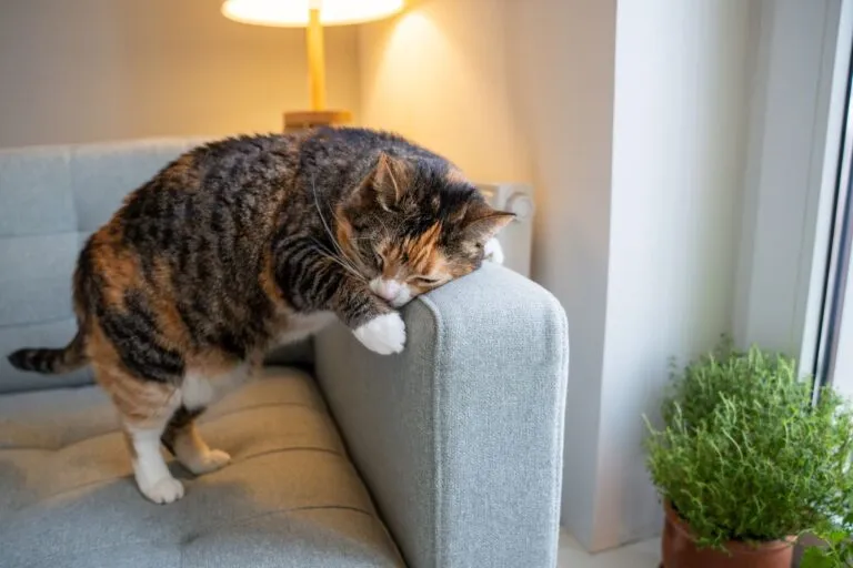 démangeaison chat