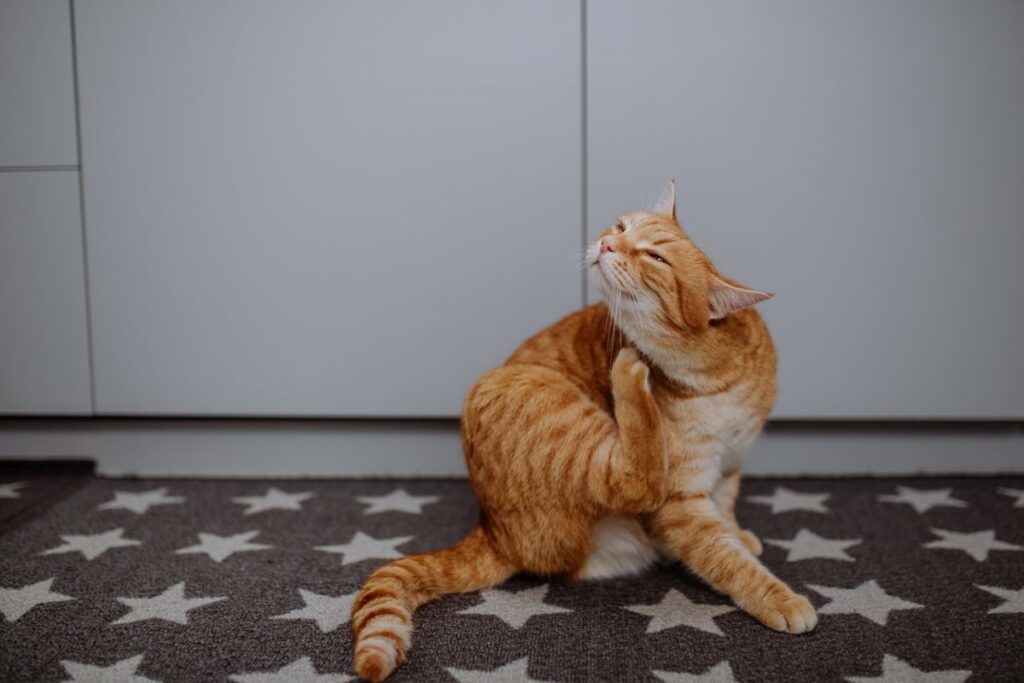 chat qui se gratte