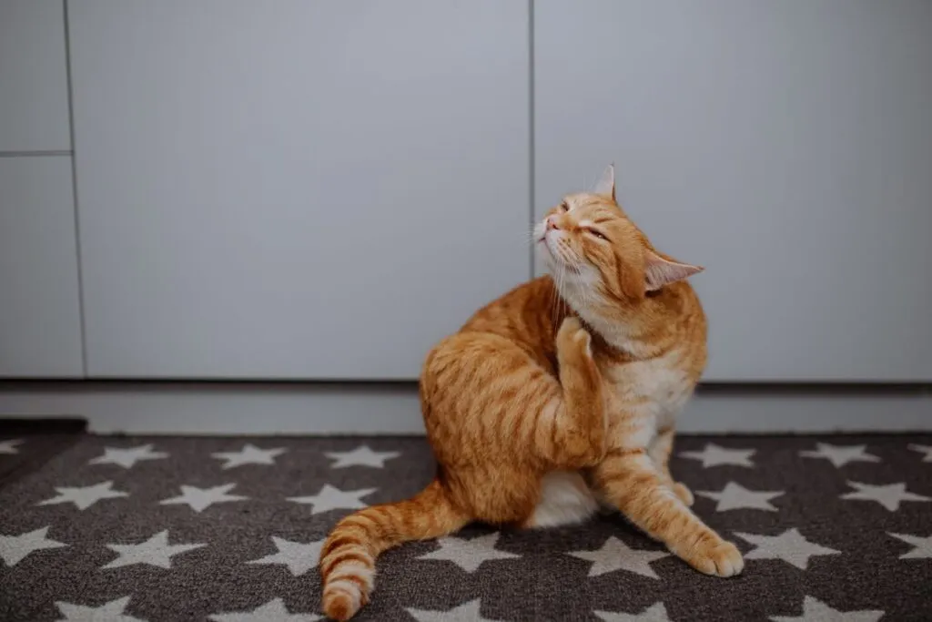 chat qui se gratte