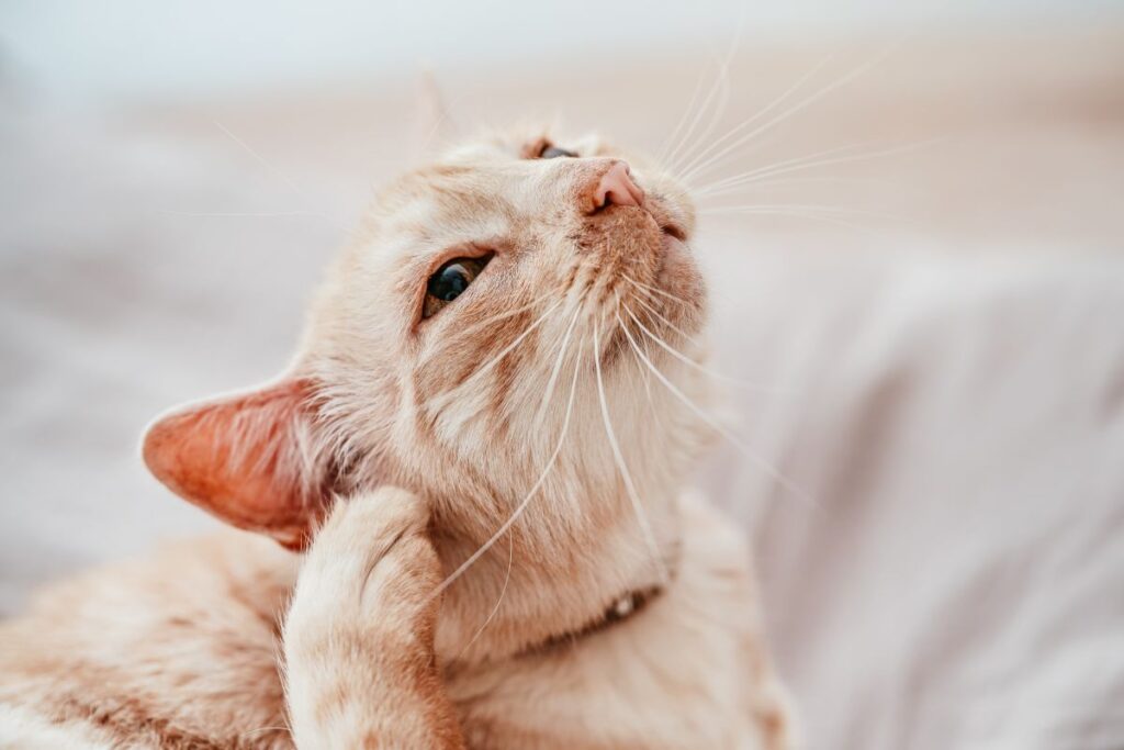 démangeaison chez le chat