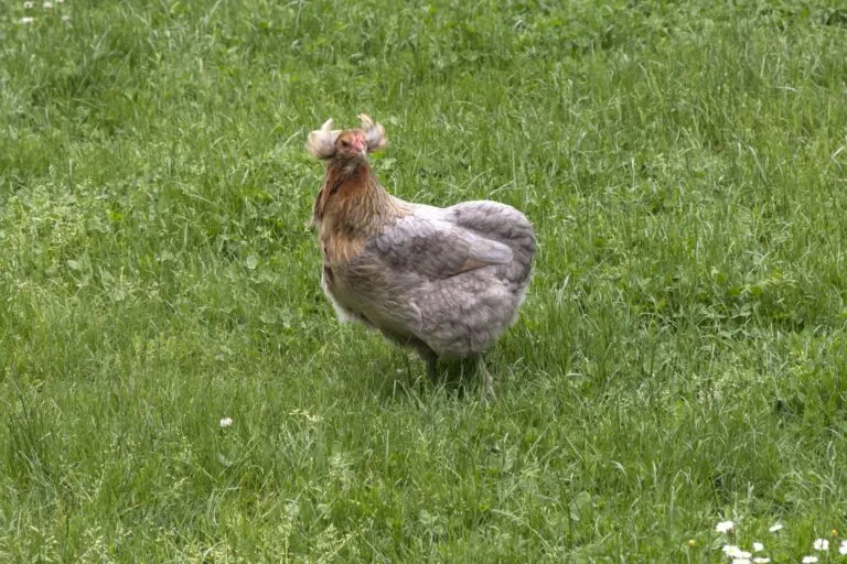 poule araucana
