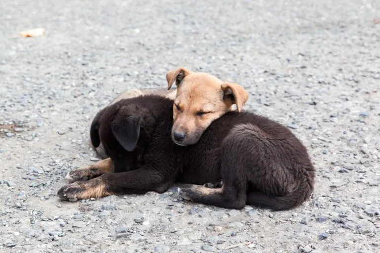 vers ronds chien