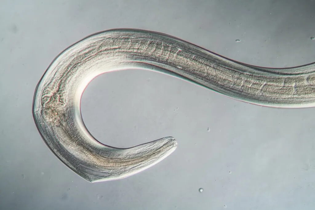 parasite chien