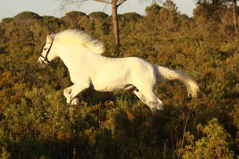 cheval barbe
