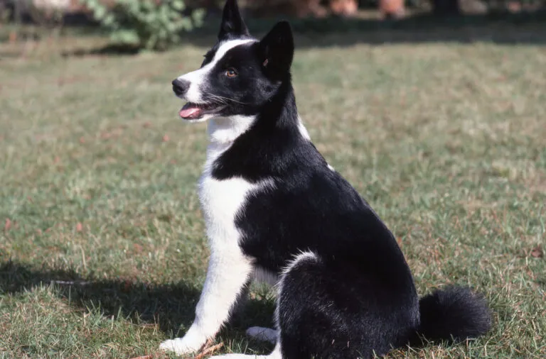 chien d'ours de carélie
