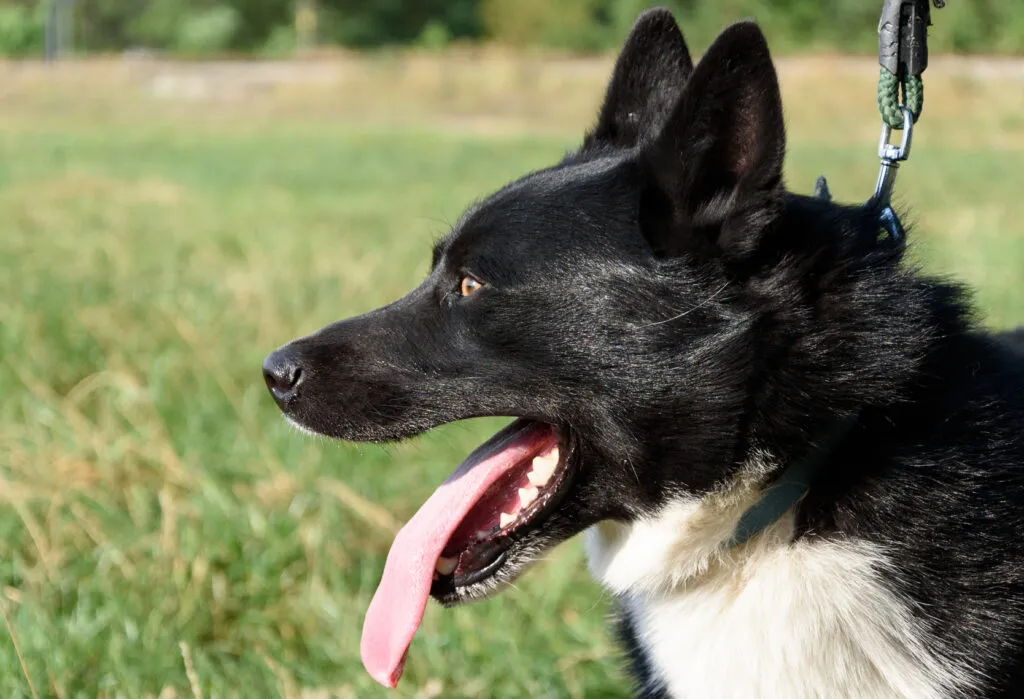 chiens d'ours de carelie