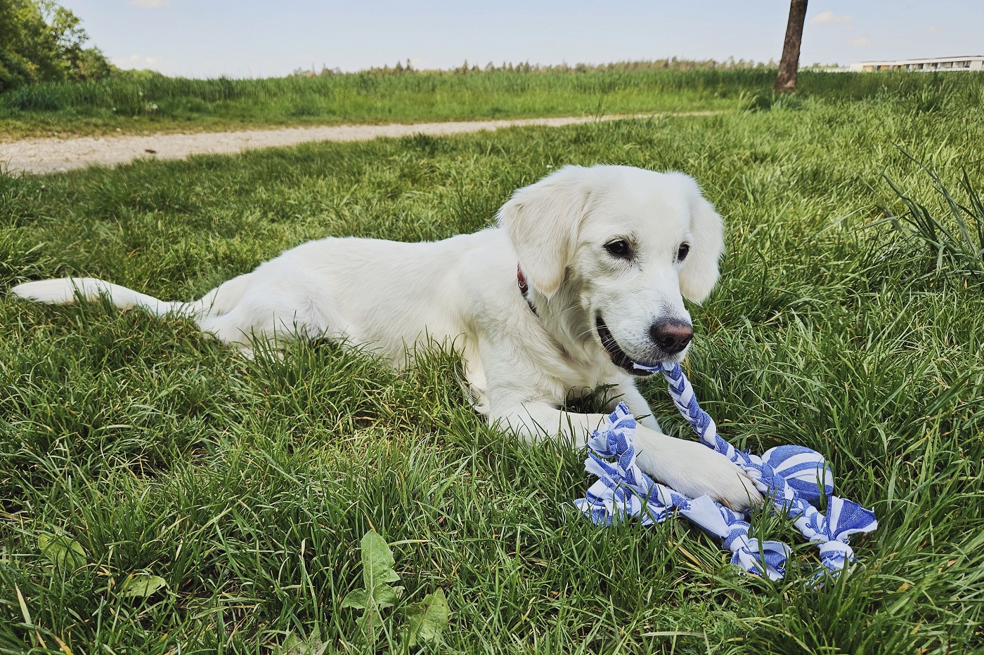 TNTGMG Jouet De Traction Pour Chien, Jouet D'extérieur Suspendu