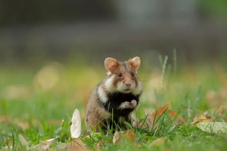 hamster d'Europe