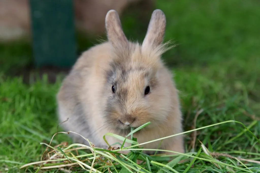 lapin nain japonais