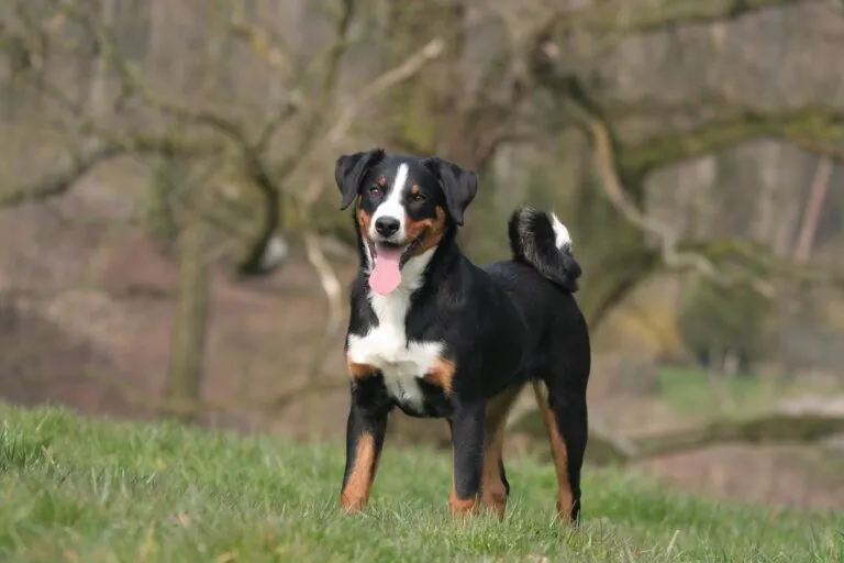 bouvier d'appenzell