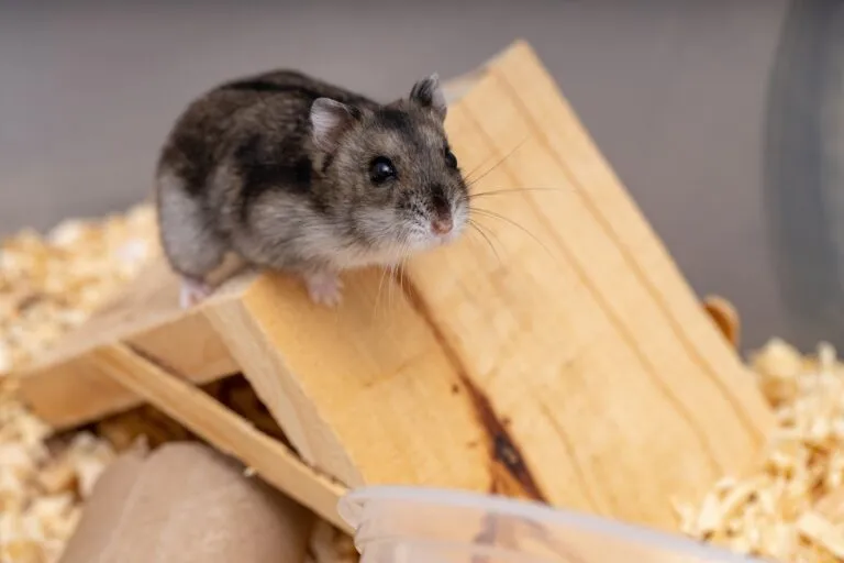 hamster de campbell