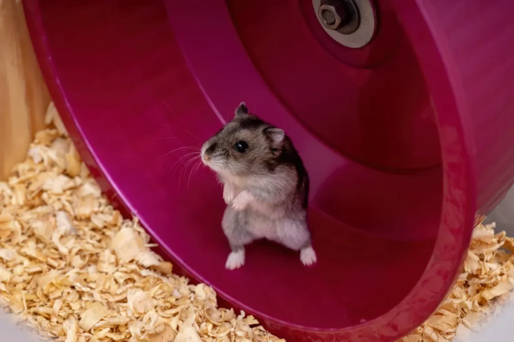 campbell hamster
