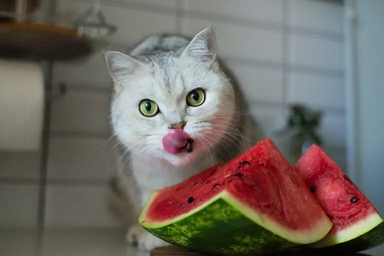 pastèque chat