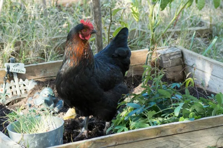 poule marans