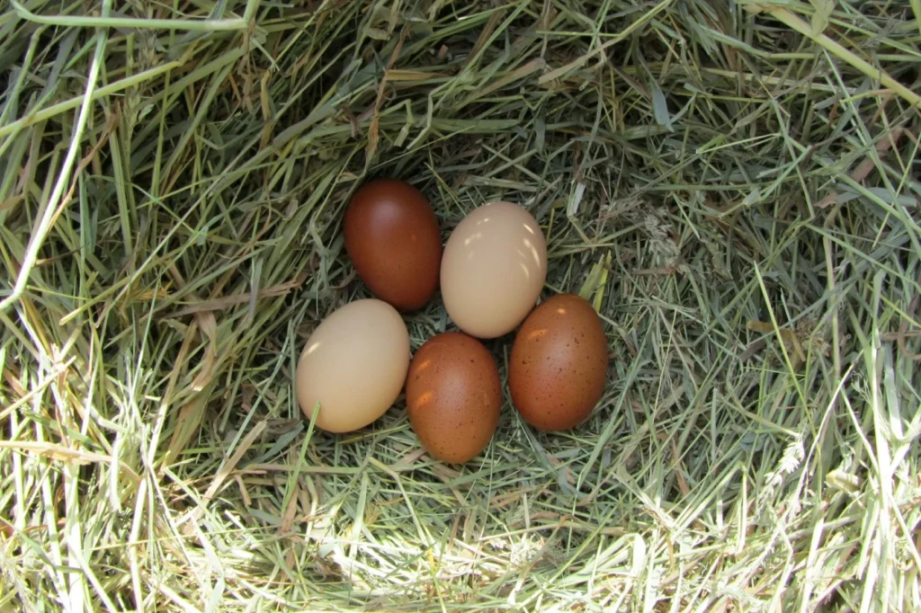 oeuf de poule marans