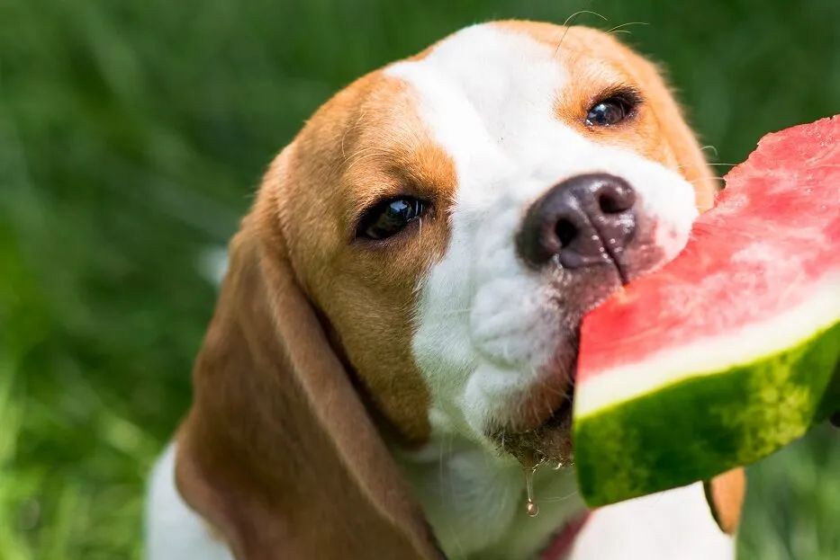 smoothie chien