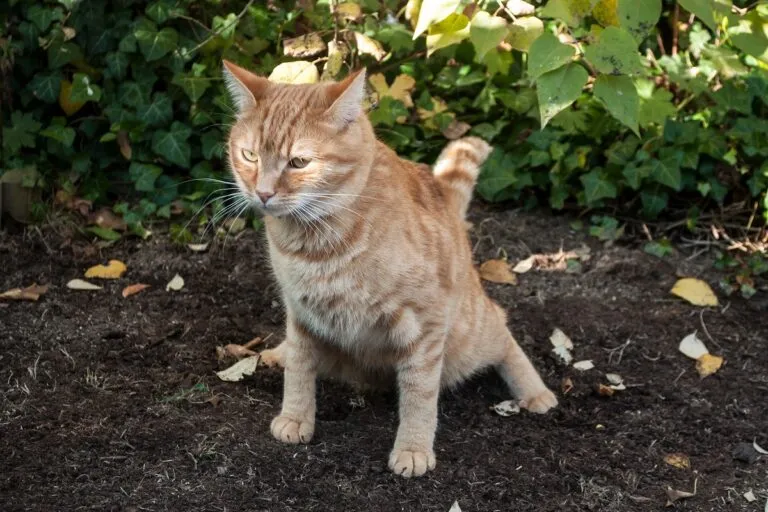 urine de chat
