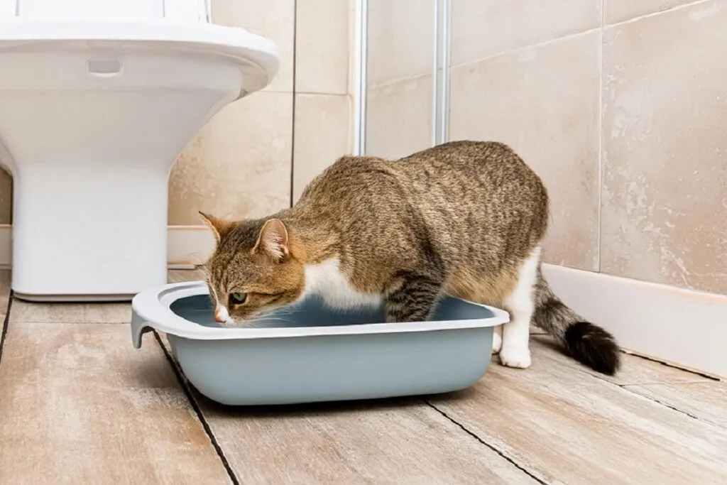 test urinaire chat
